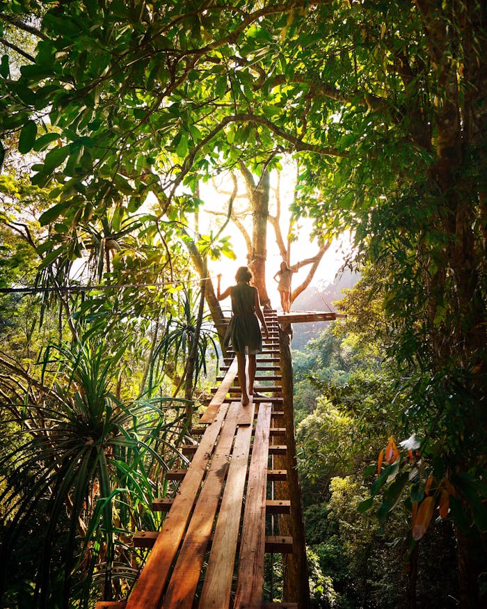 Experience adventure walking on a bridge through Thailands vibrant green forest.